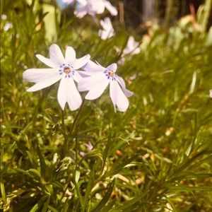 Meet your Posher, Neva